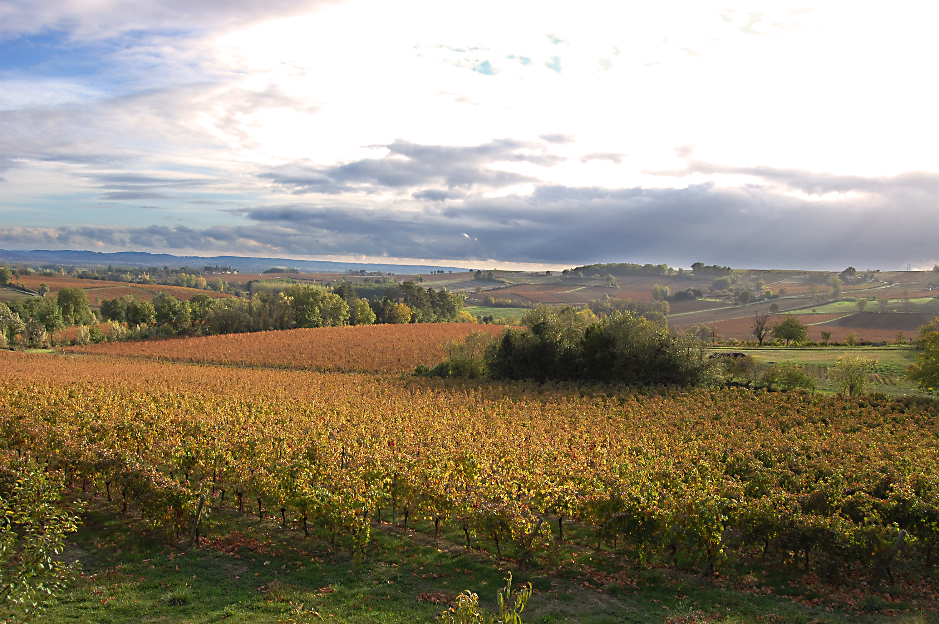 Vineyards